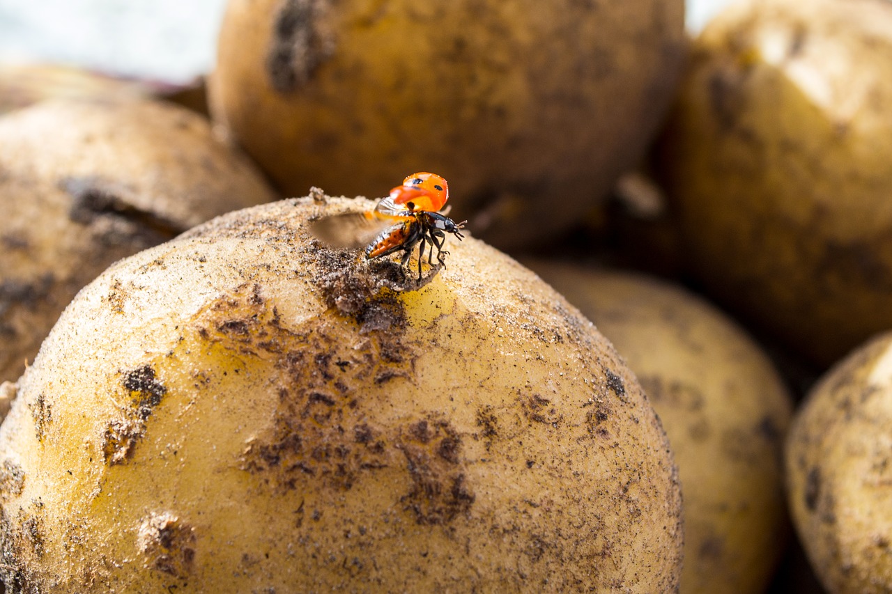 Image - ladybug potato fly insect