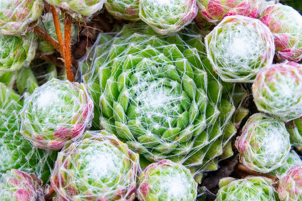 Image - blossom bloom cactus close green