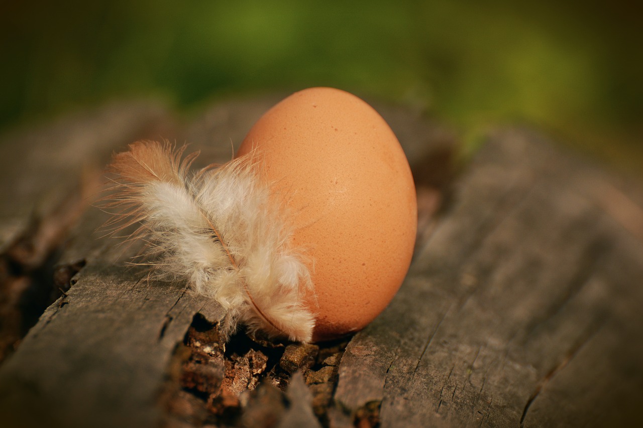 Image - egg hen s egg brown egg feather