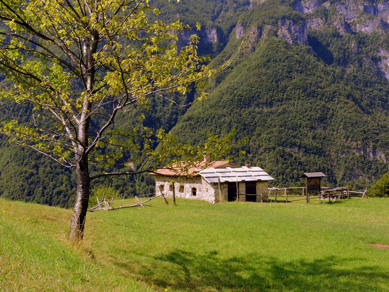 Image - tree alm prato mountain italy