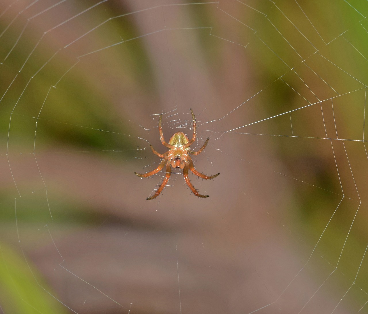 Image - spider orb spider orb weaver web