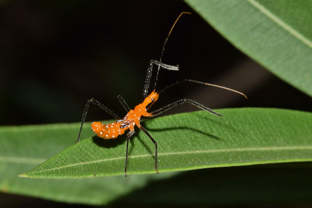 Image - assassin bug nymph bug nymph insect