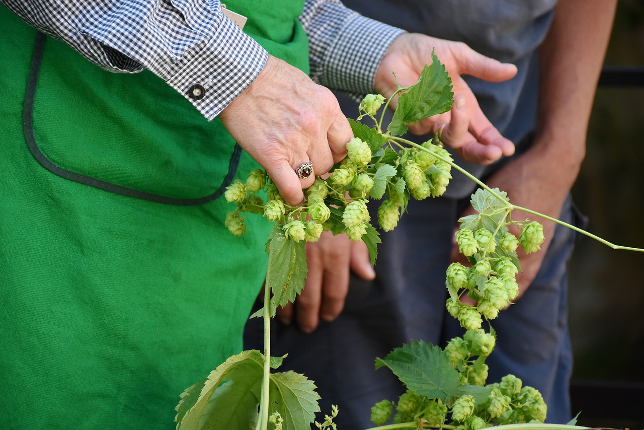 Image - hop harvest hop vines umbel hops