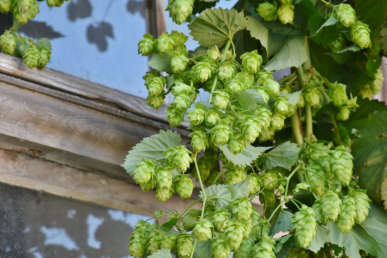 Image - hop harvest hop vines umbel hops