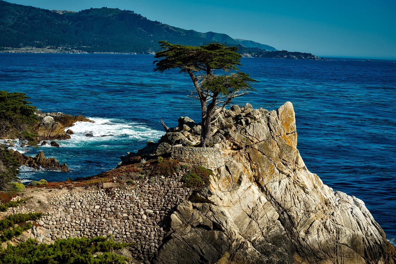 Image - lone isolated cypress tree sea