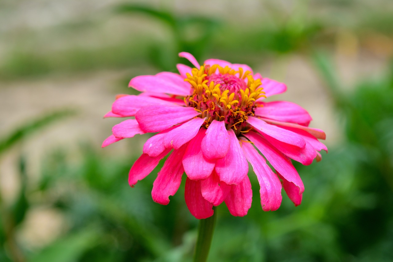 Image - zinnia the pink flowers bright