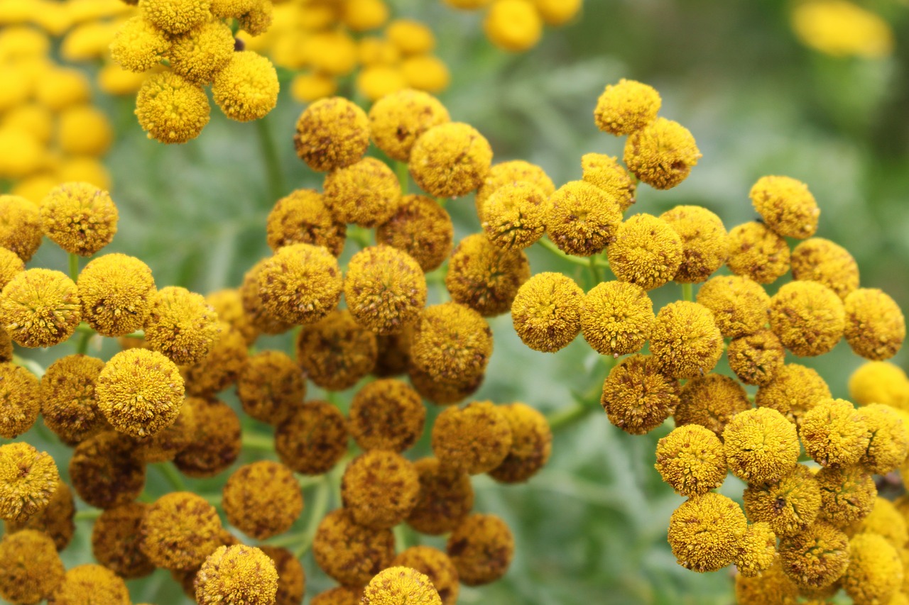 Image - tansy fern flower nature plant