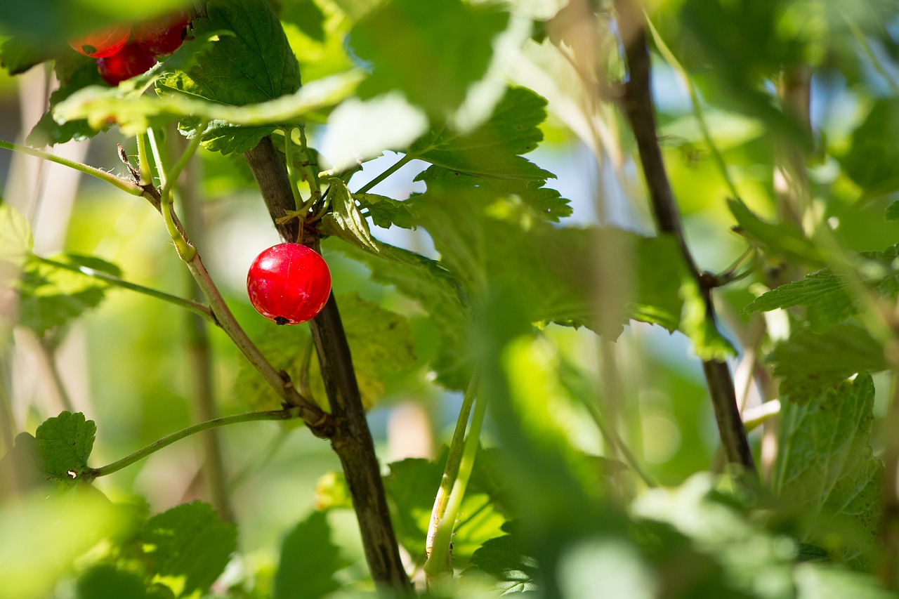 Image - currant red red currant