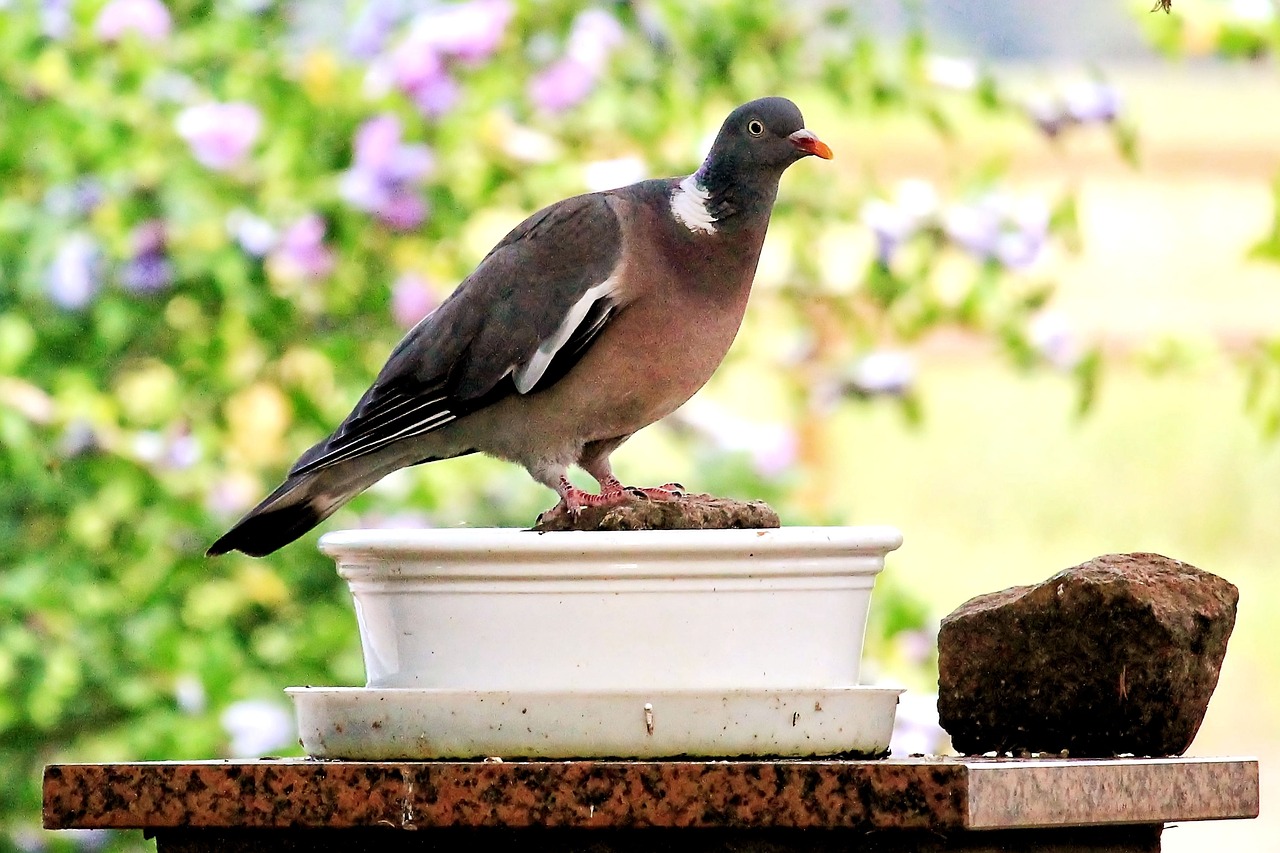 Image - pigeons birds evening sun