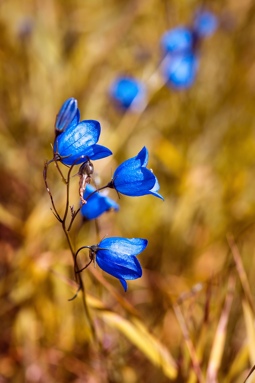 Image - round leaved bellflower