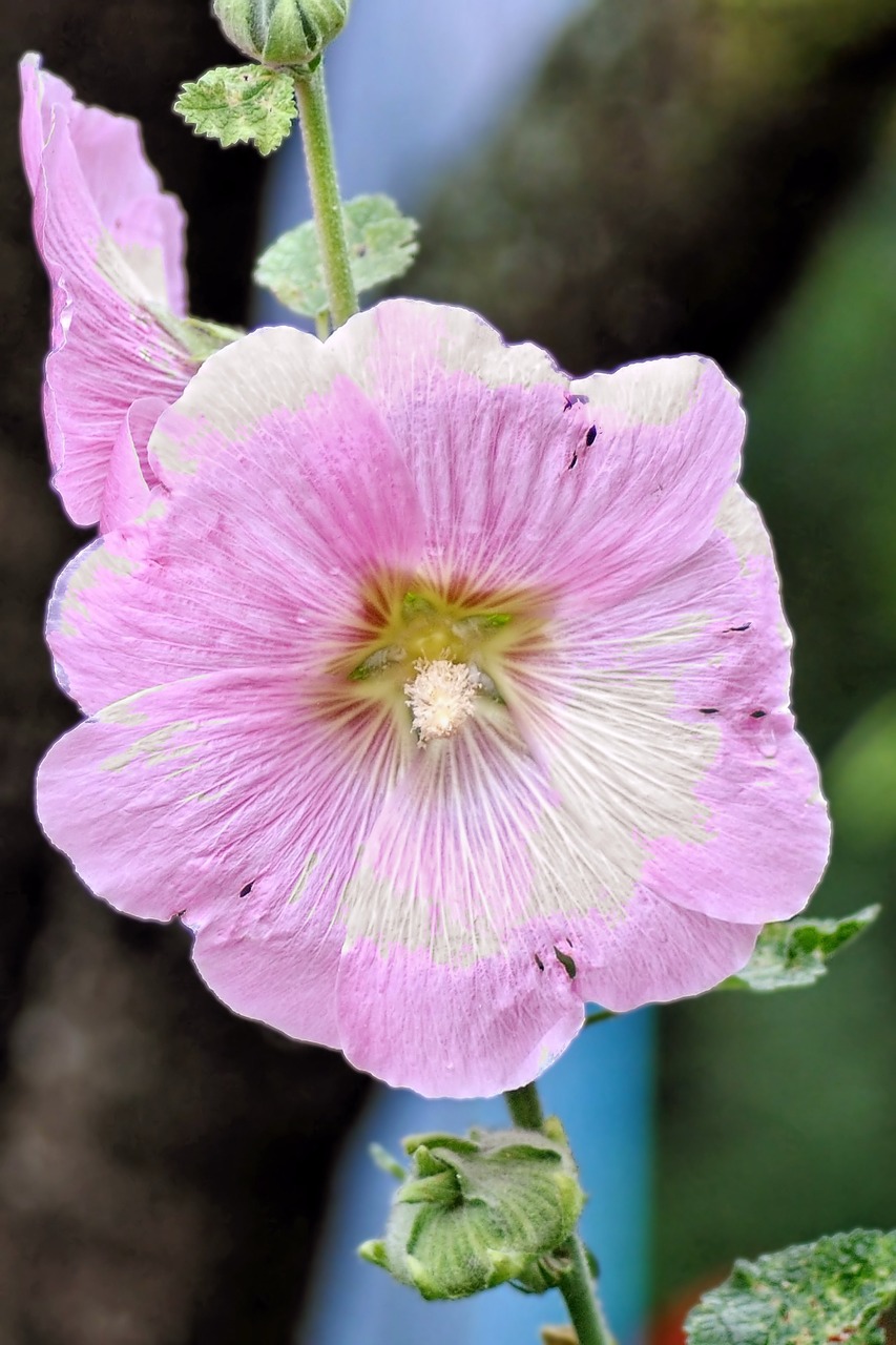 Image - mallow stock rose blossom bloom