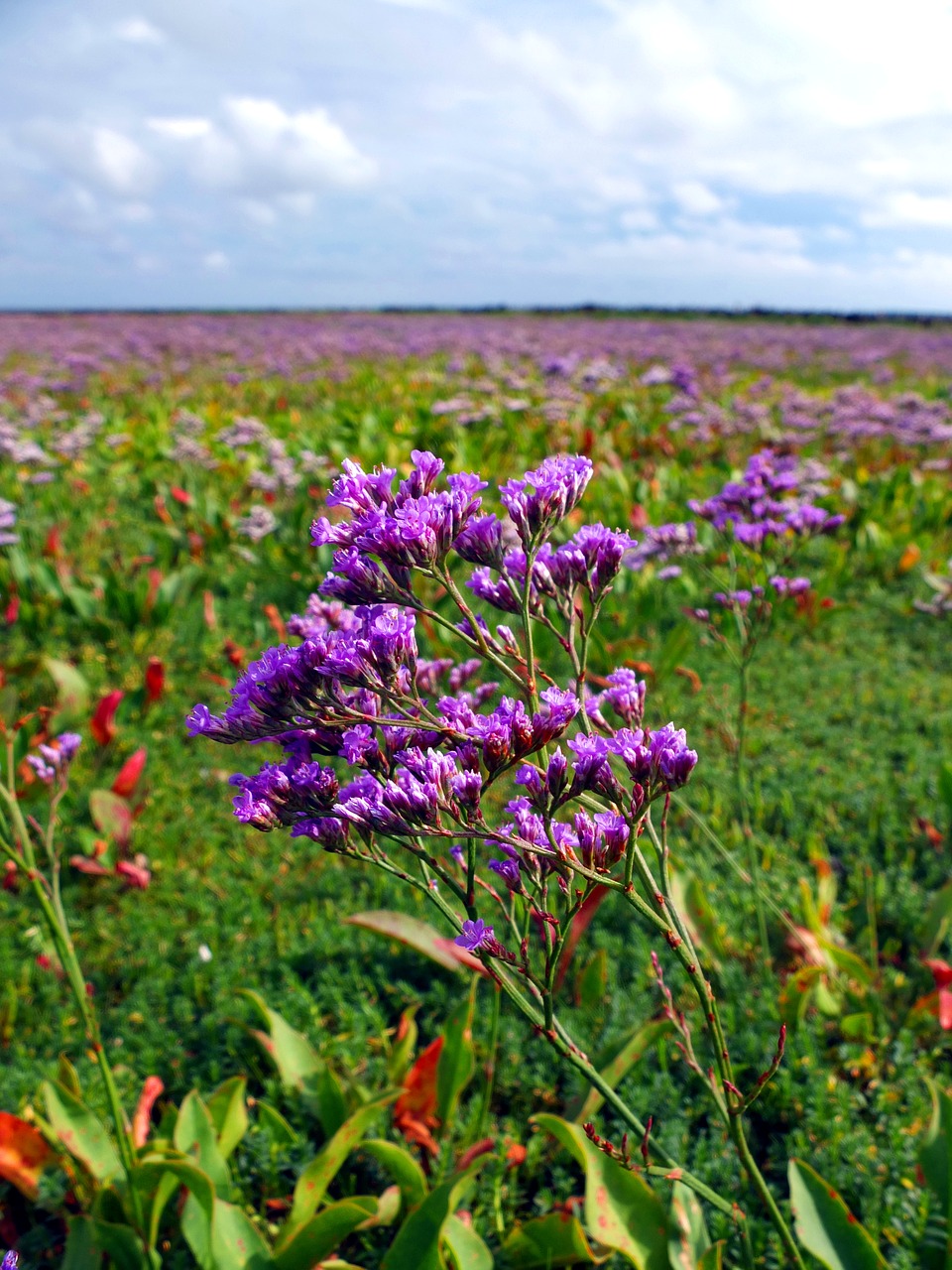 Image - beach lilac salt meadow sea island