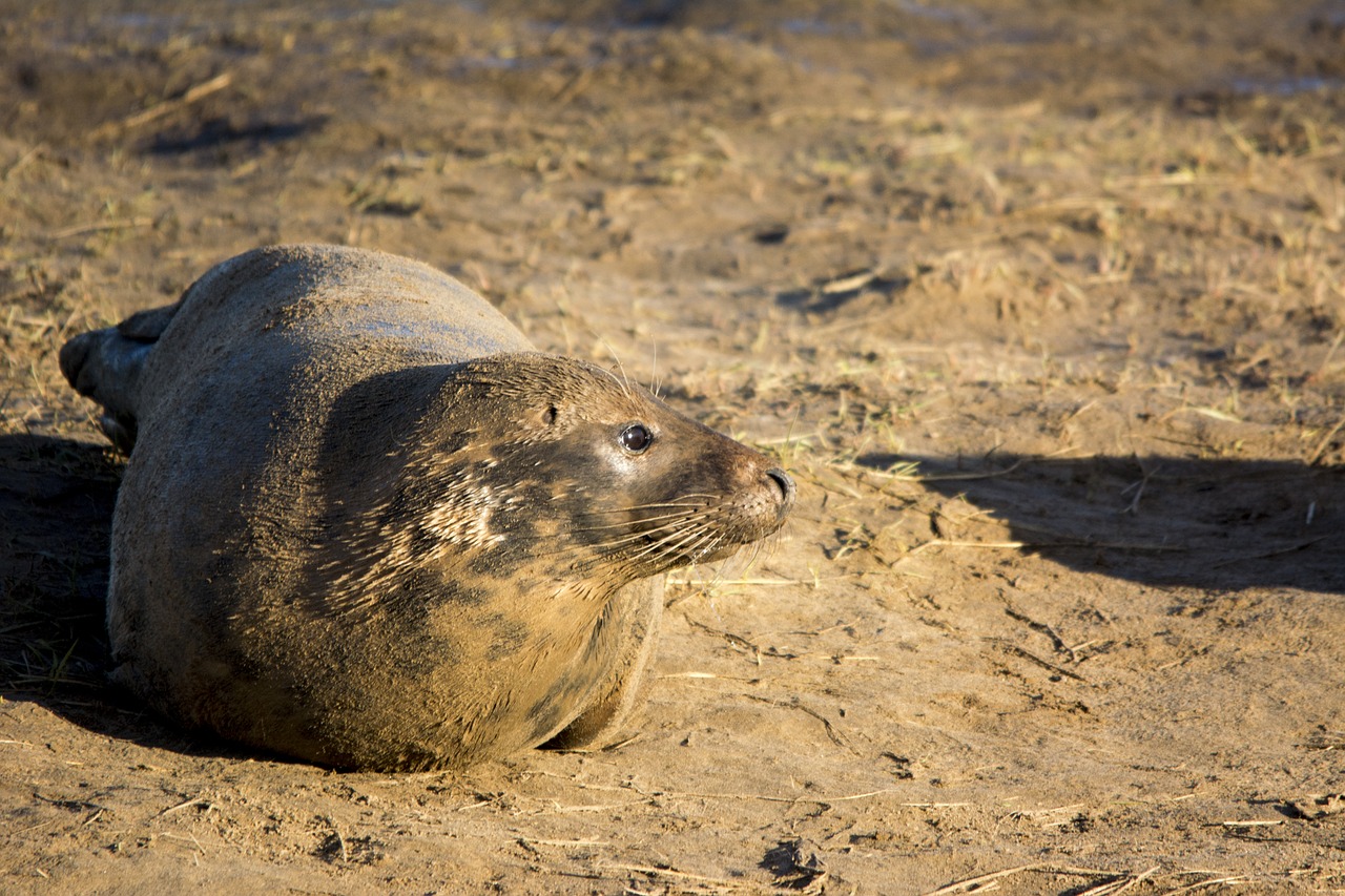 Image - seal closeup wildlife mammal