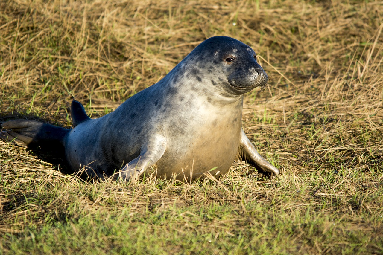 Image - seal wildlife mammal nature beach