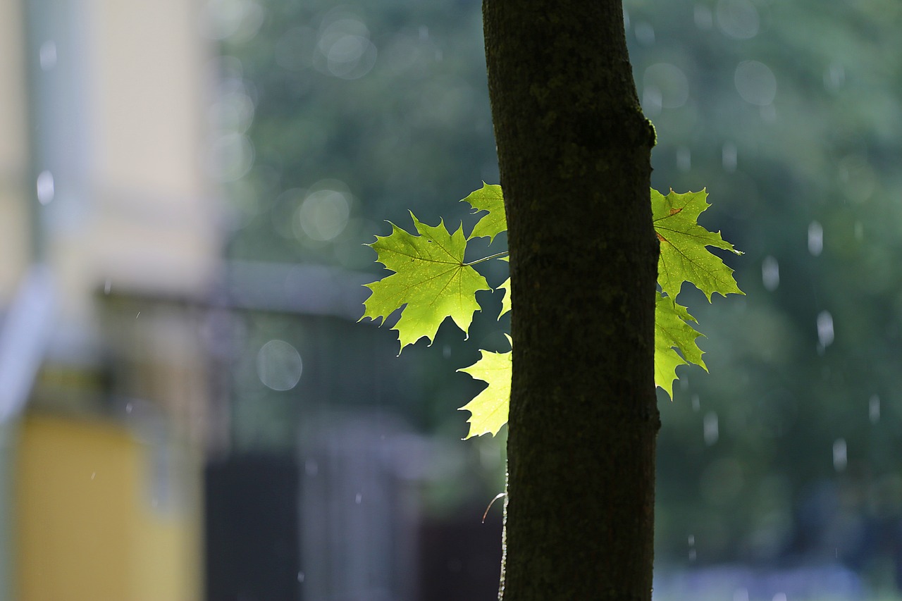 Image - rain weather sun leaves maple