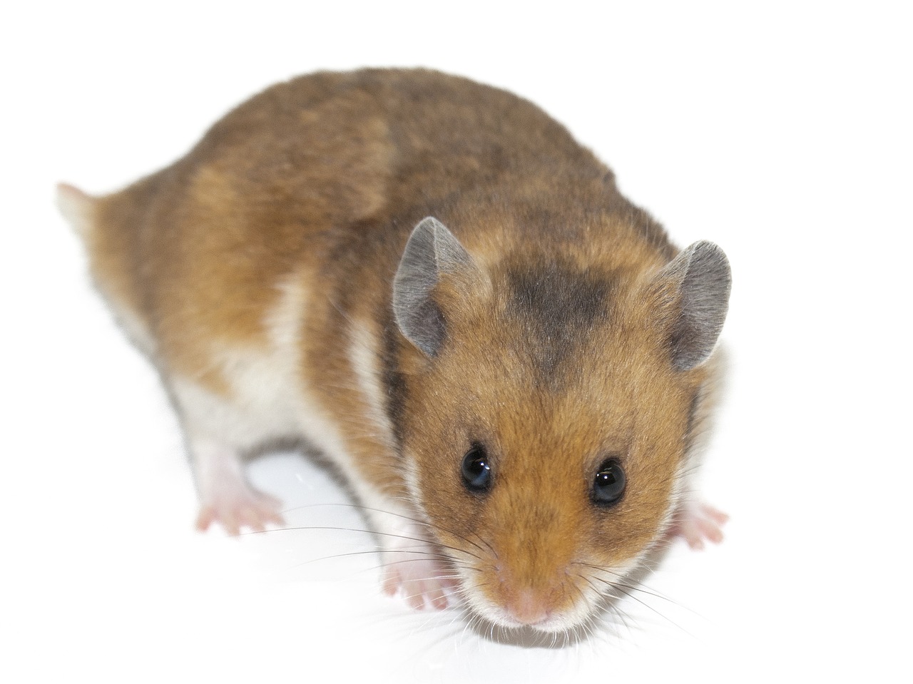 Image - hamster rodent animal pet rodents