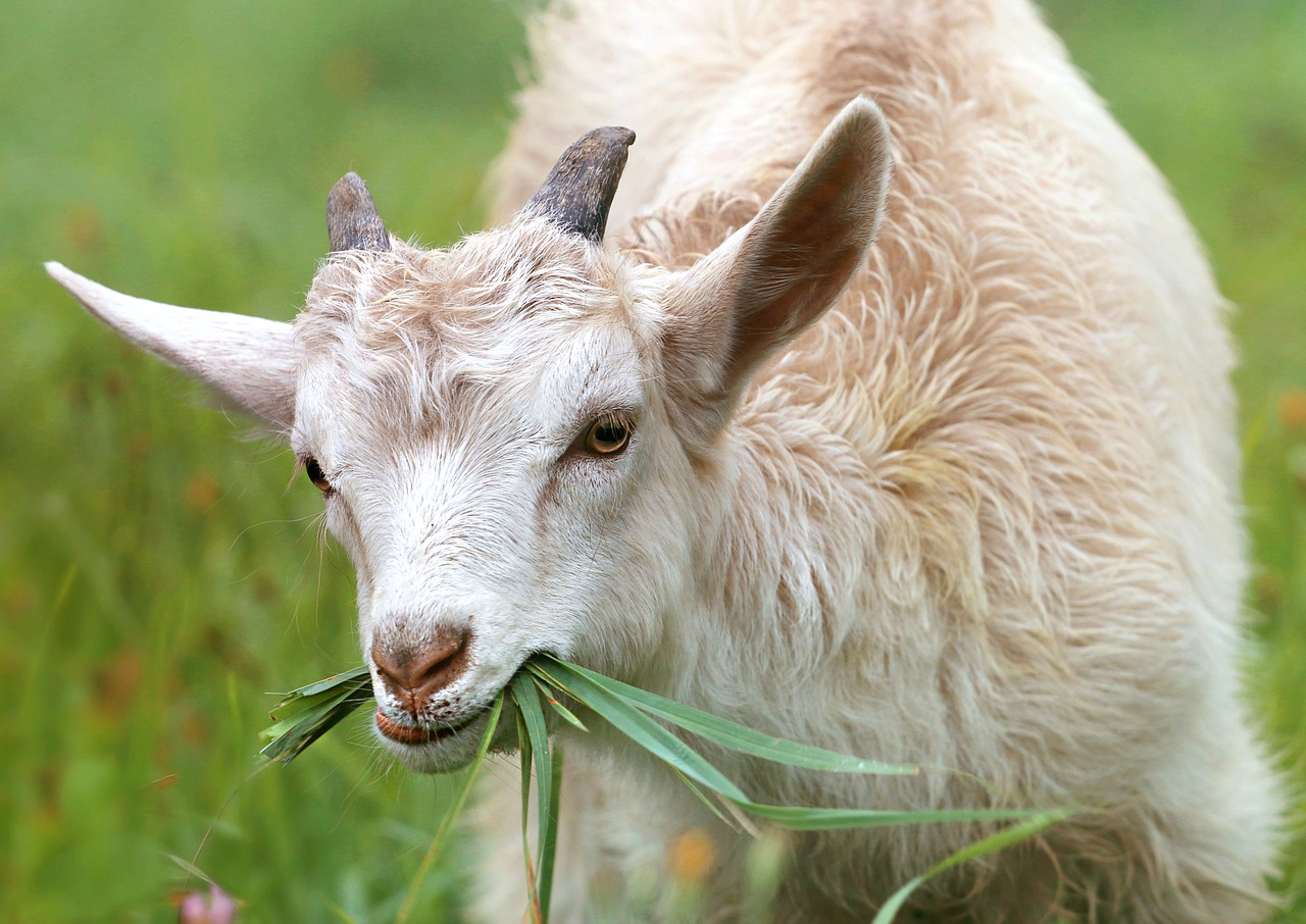 Image - goat lamb little grass farm