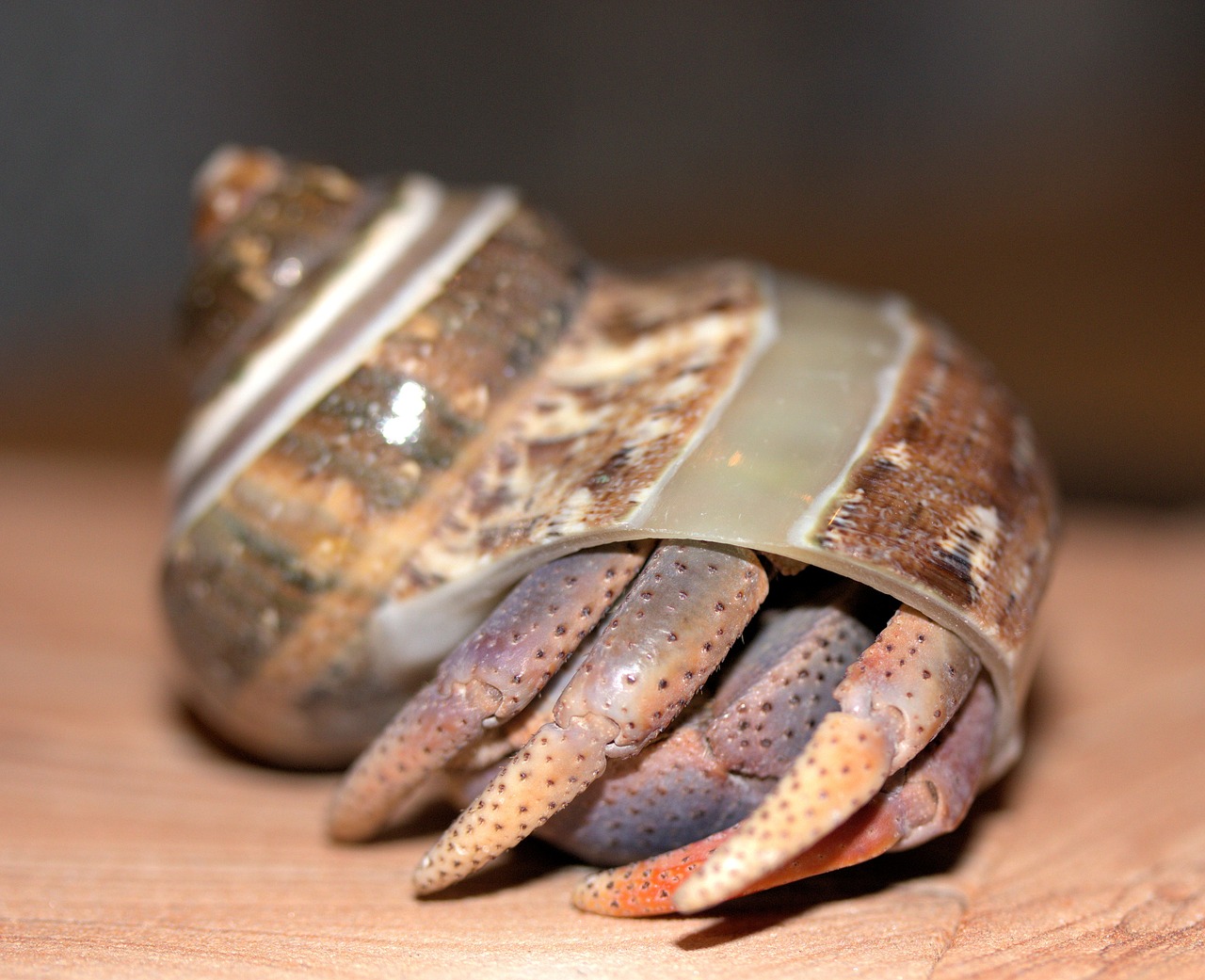 Image - crab hermit crab crustacean