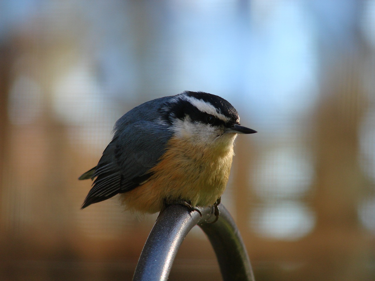 Image - bird red breasted nuthatch birding