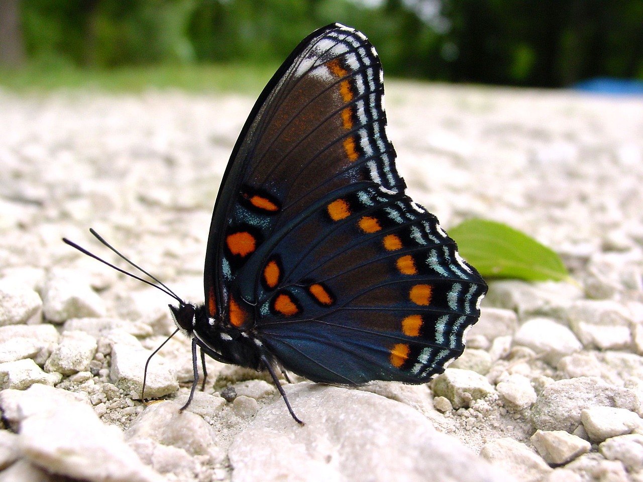 Image - red spotted purple butterfly