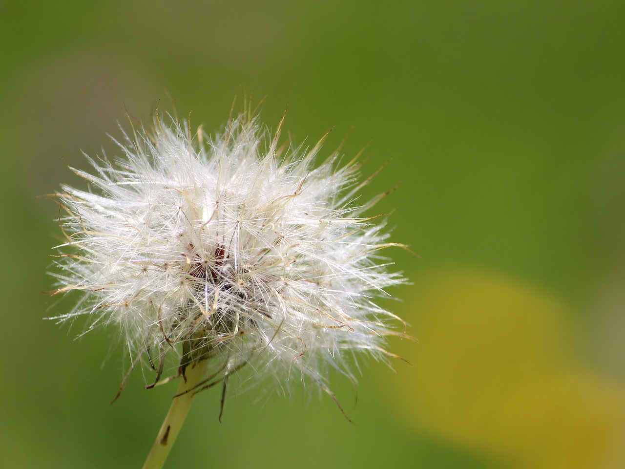 Image - dandelion fluff natural plant airy