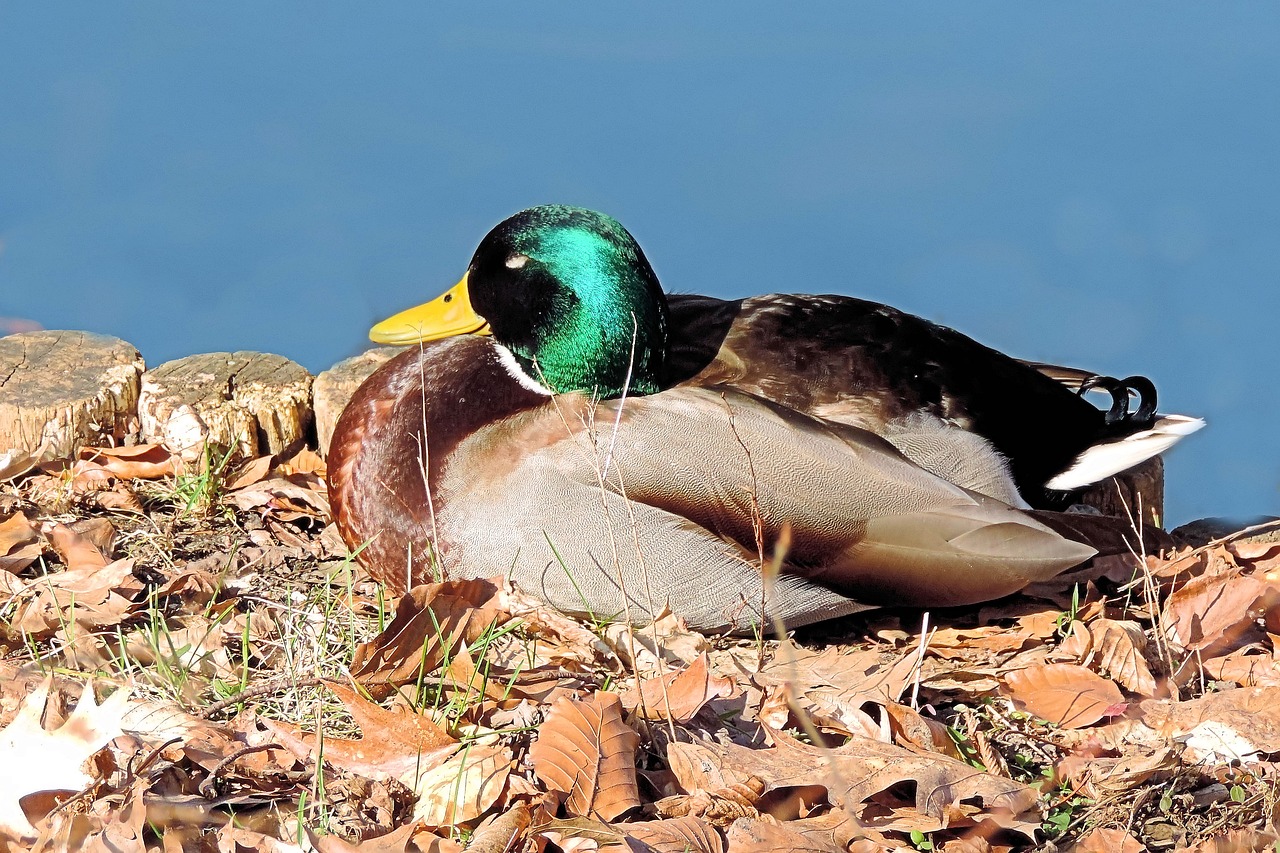 Image - mallard duck drake w water bird