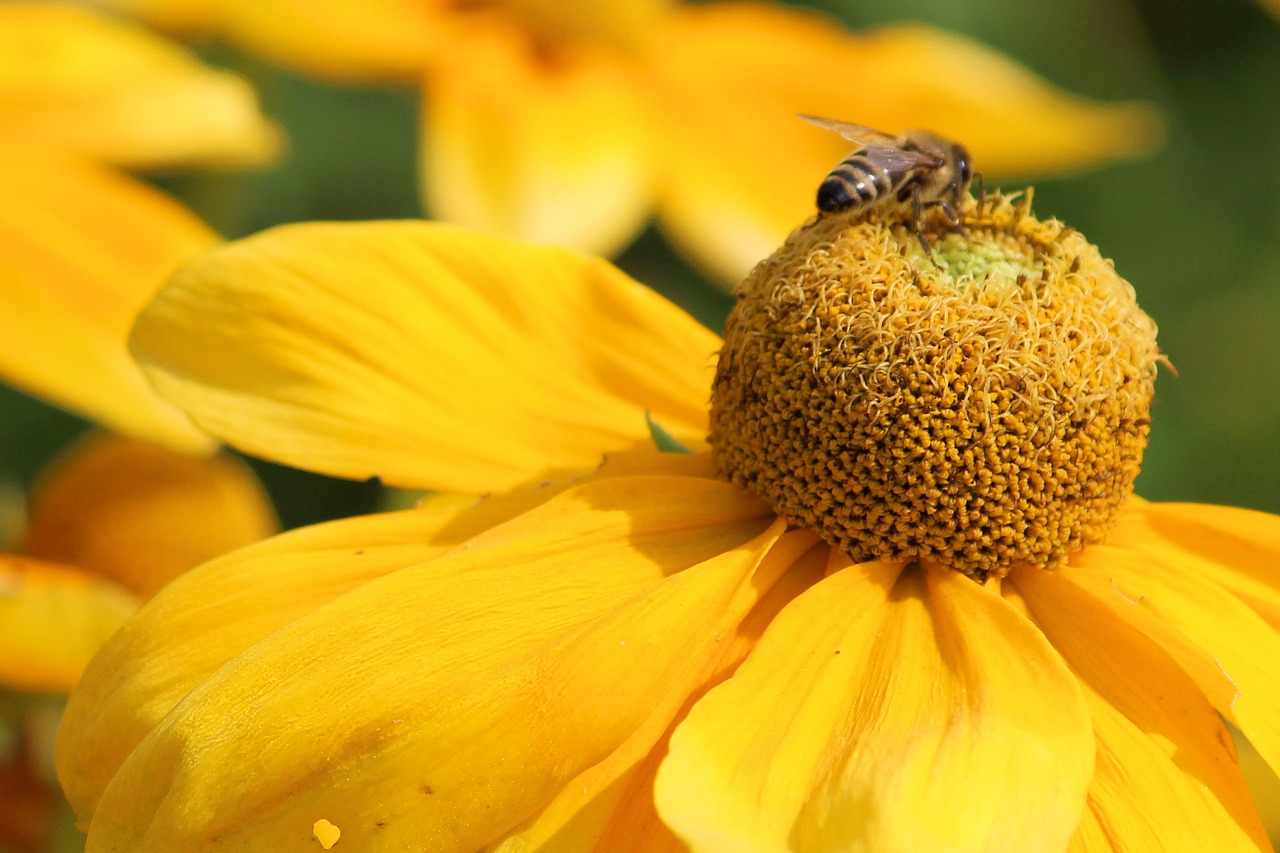 Image - sun hat blossom bloom insect bee