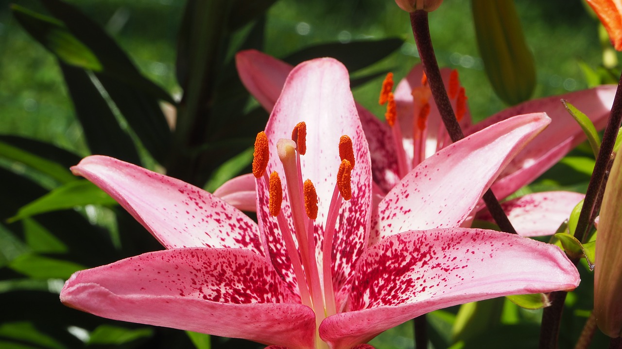 Image - tiger lily pink tiger lily nature