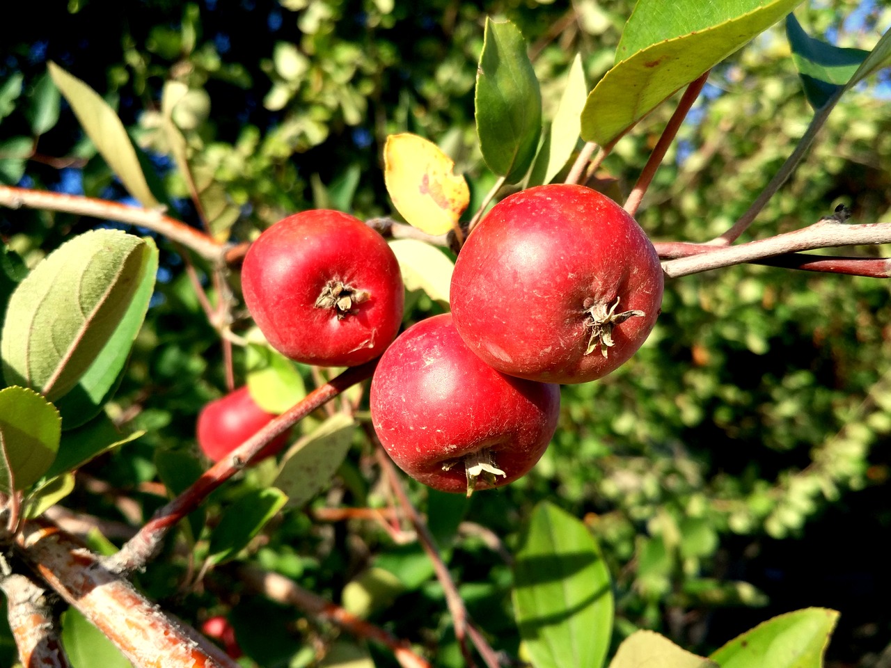 Image - hawthorn wild fruits tree autumn