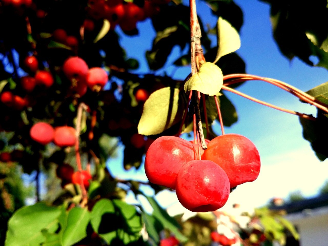 Image - wild fruits tree autumn campus