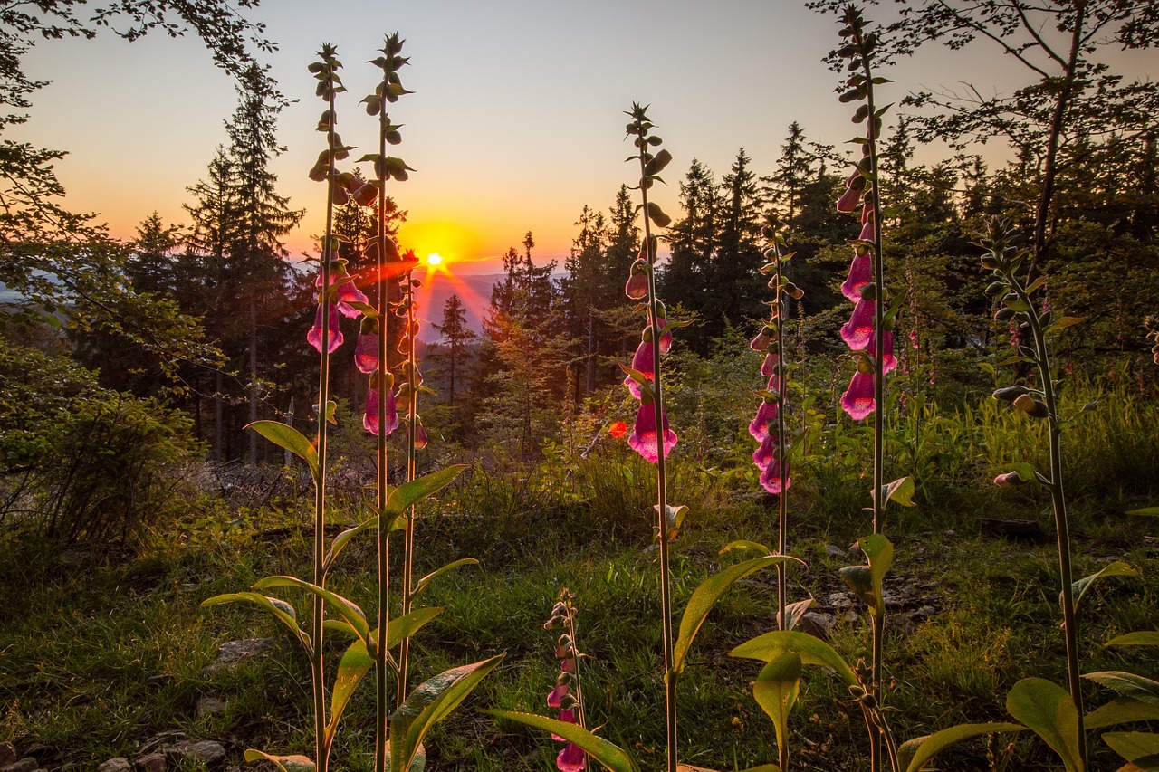 Image - thimble flowers sunset flower