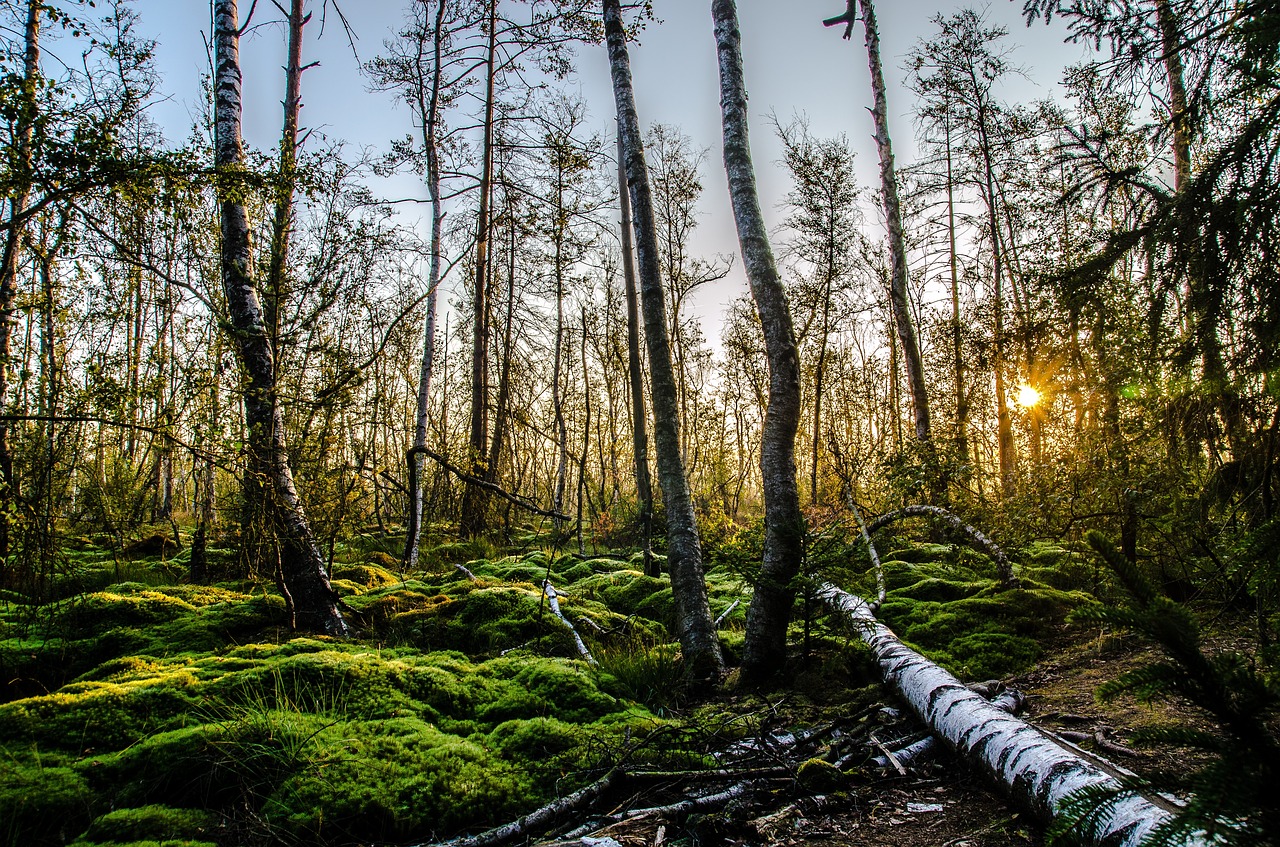 Image - moss schwenningen birch green