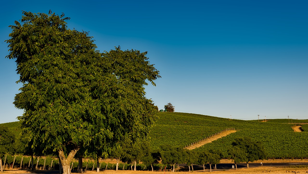 Image - vineyard california napa valley