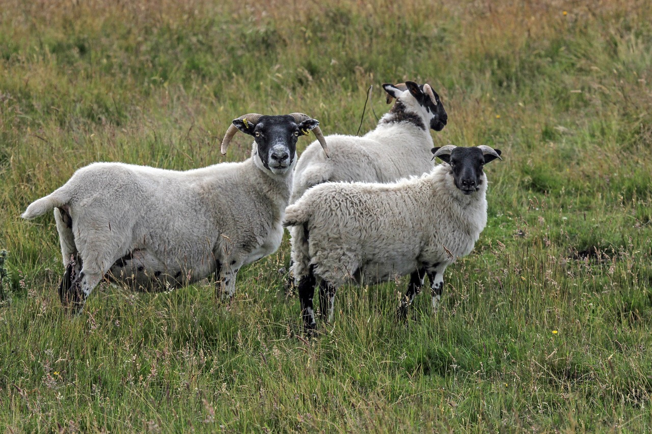 Image - sheep highlands and islands