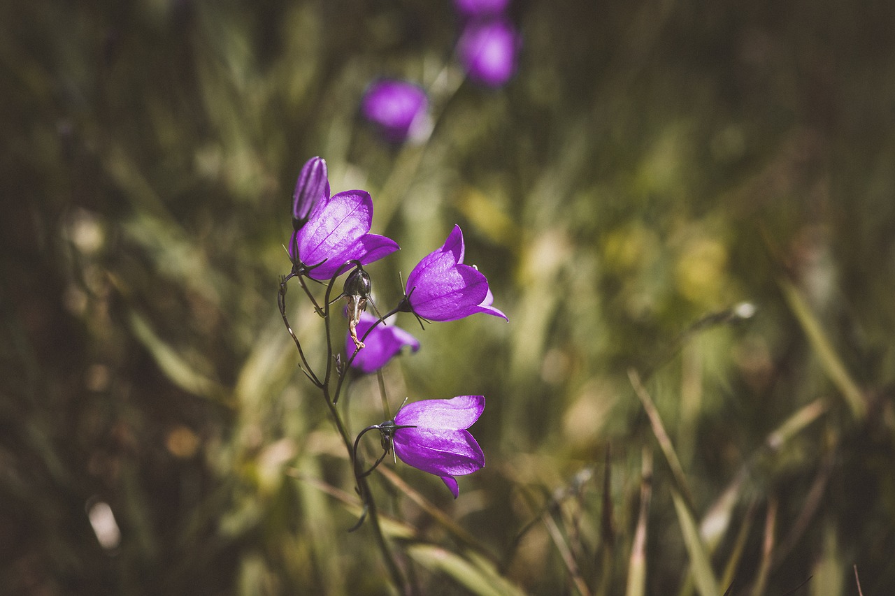 Image - round leaved bellflower