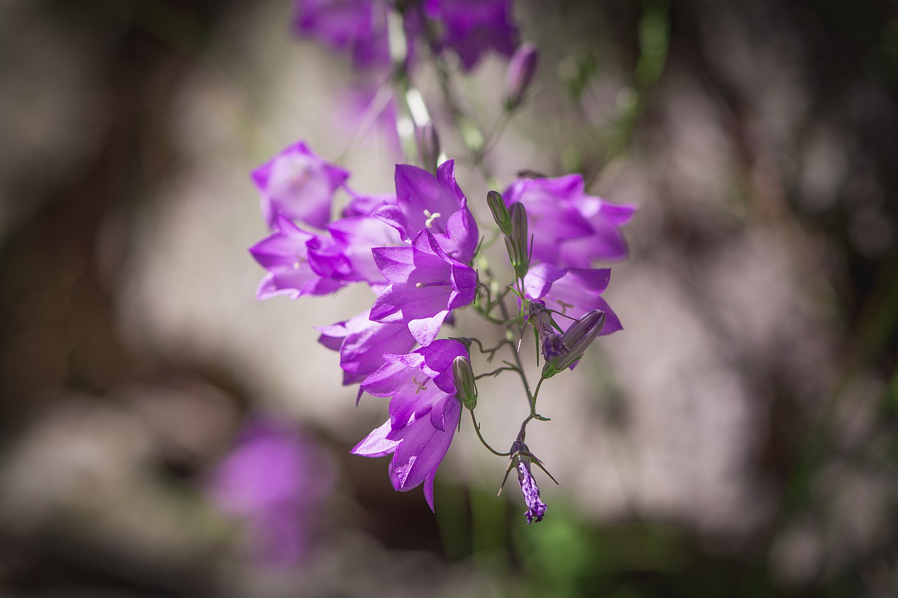 Image - bellflower purple purple bellflower