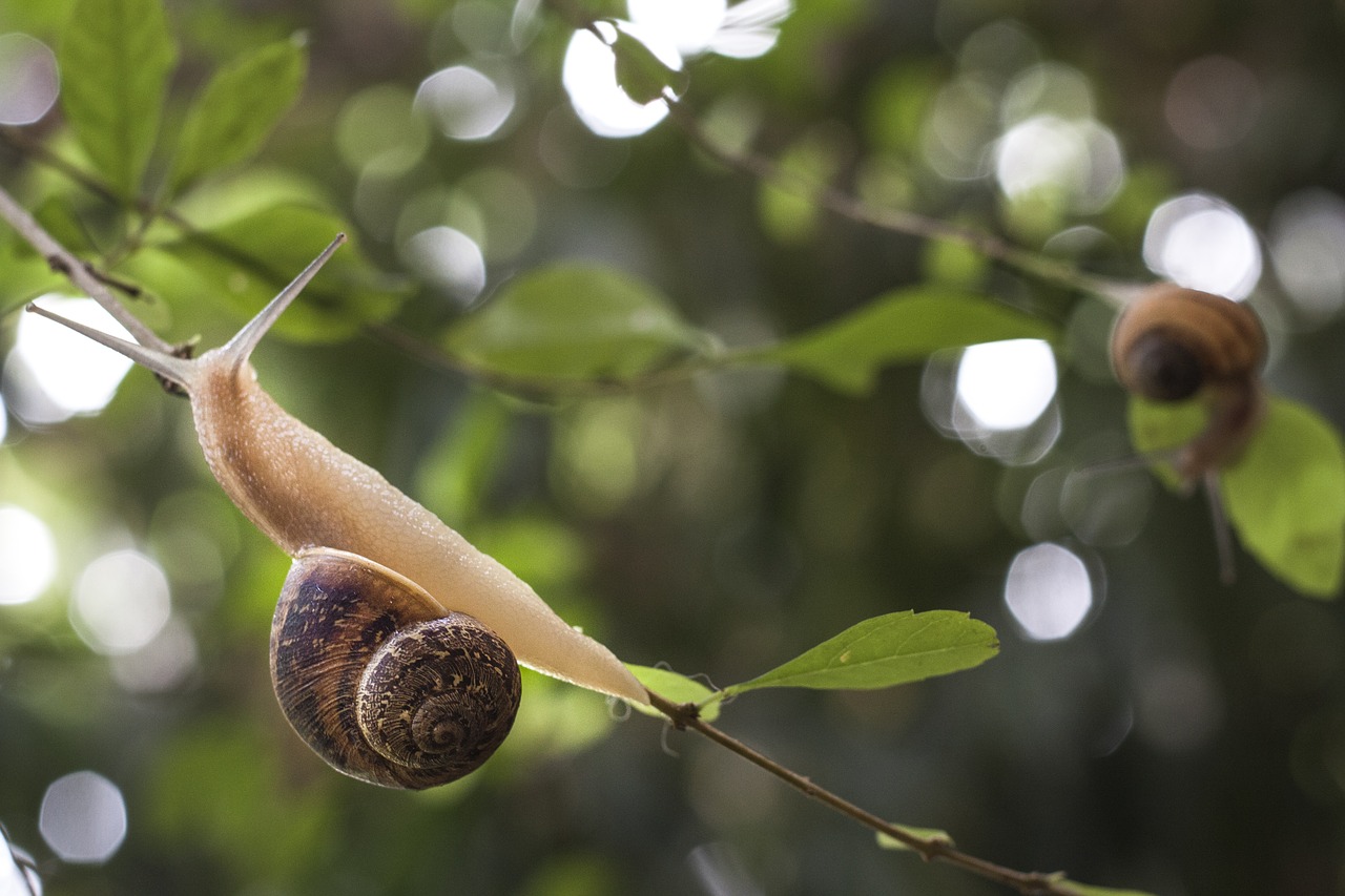 Image - snail autumn nature rain leaf