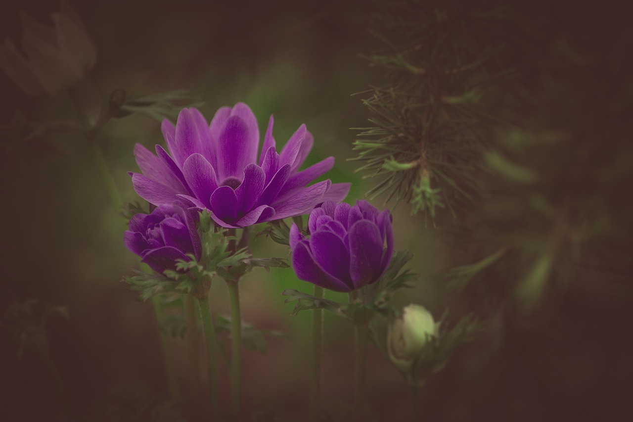 Image - ranunculus violet flower