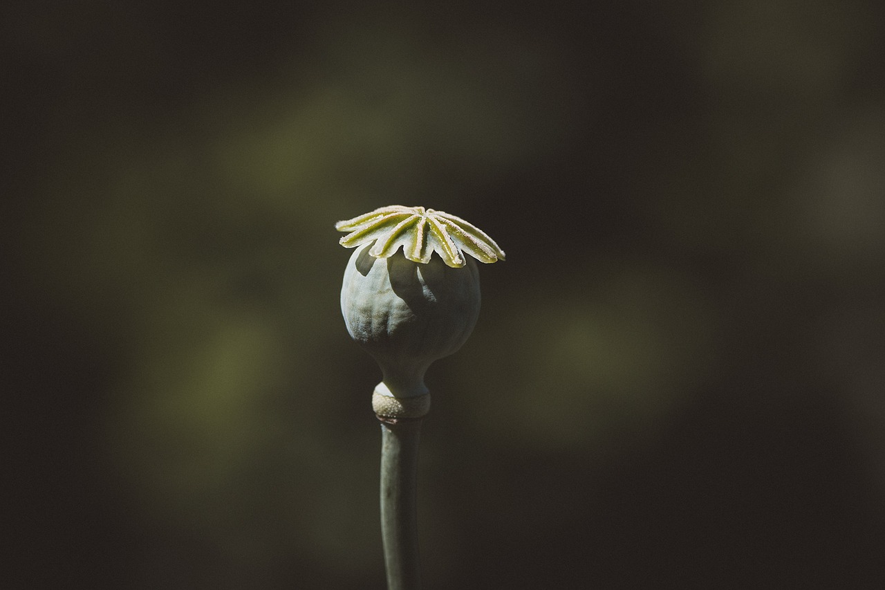 Image - poppy poppy capsule capsule flower