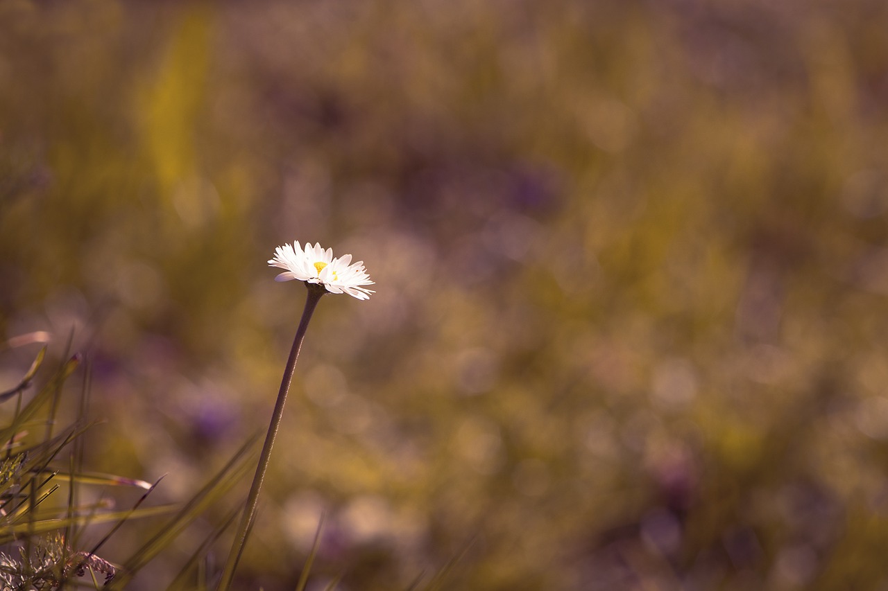 Image - daisy flower pointed flower