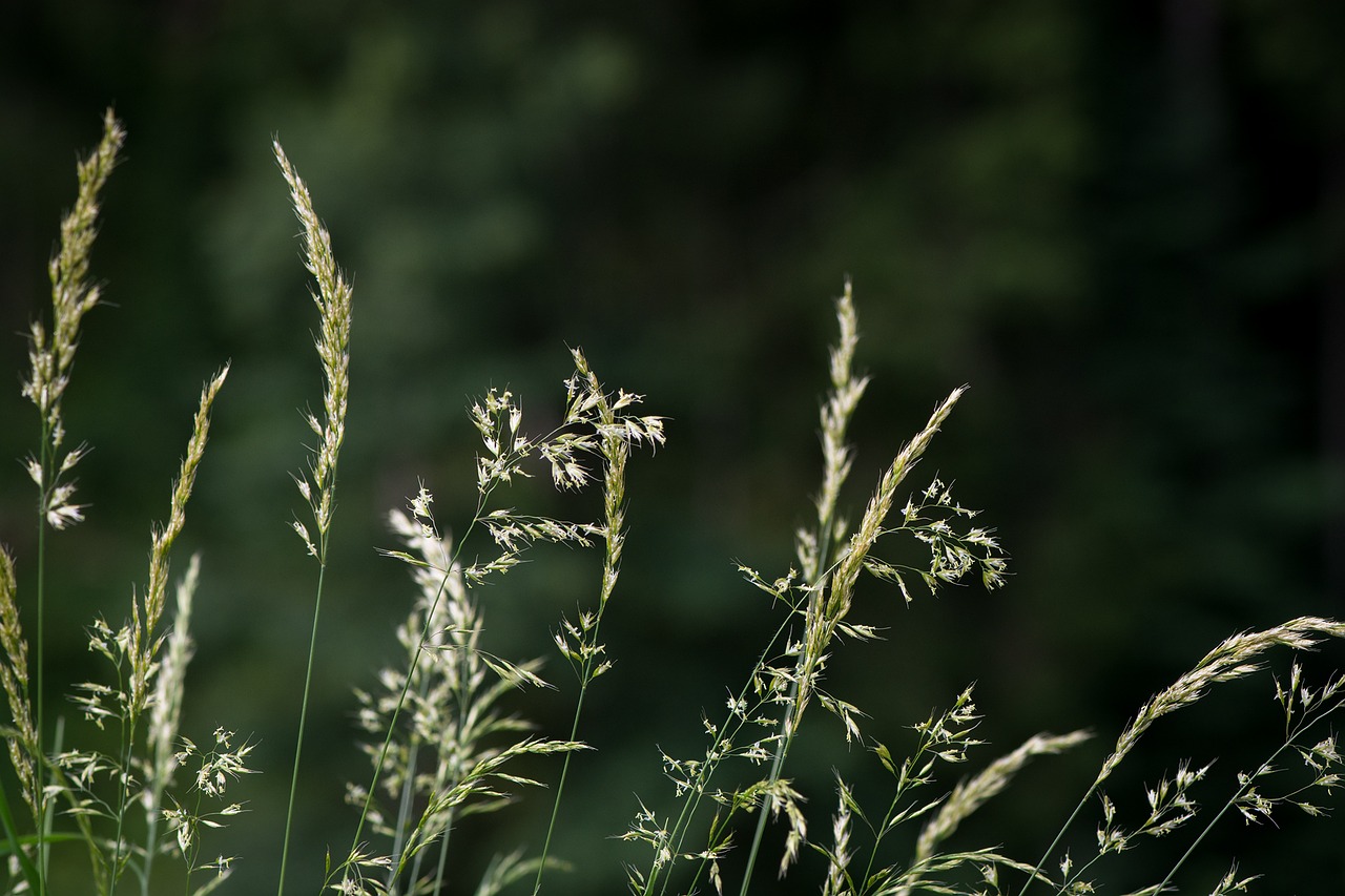 Image - grass grasses game grass meadow