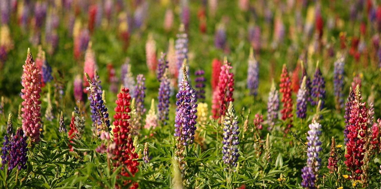 Image - lupins natural summer flower