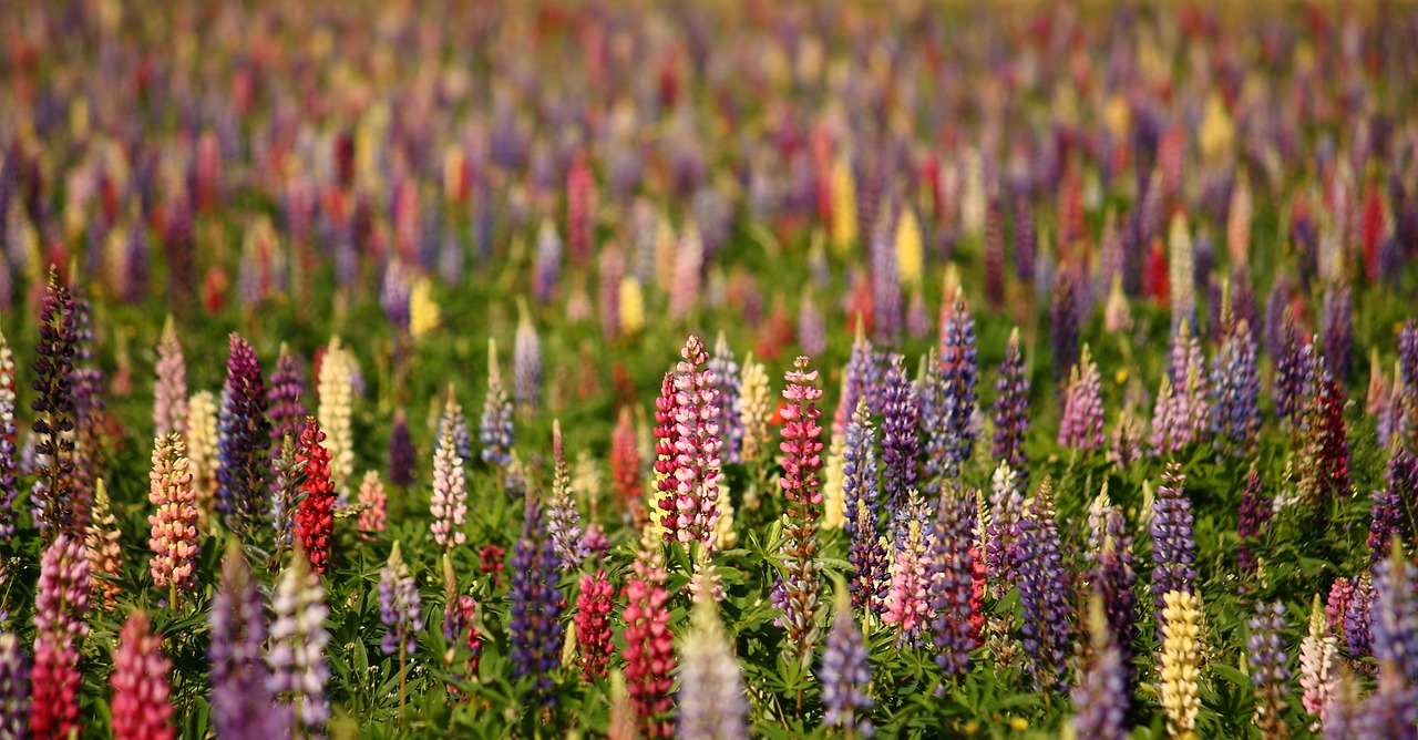 Image - lupins natural summer flower