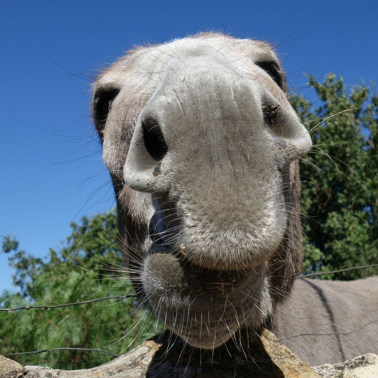 Image - donkey snout nose close animal