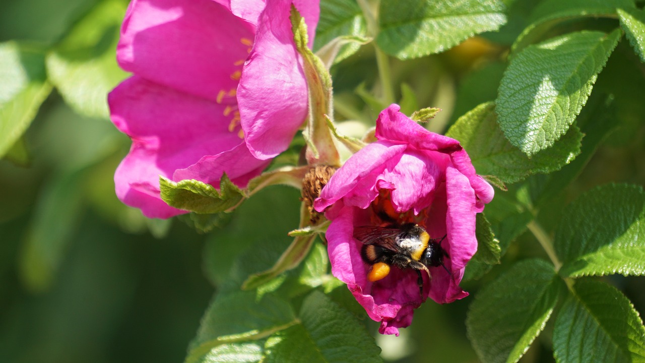 Image - hummel flower insect nature