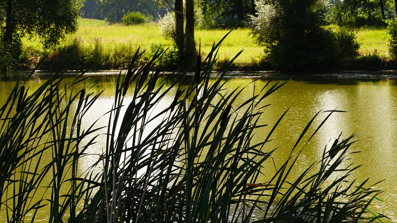 Image - lake reed green water landscape