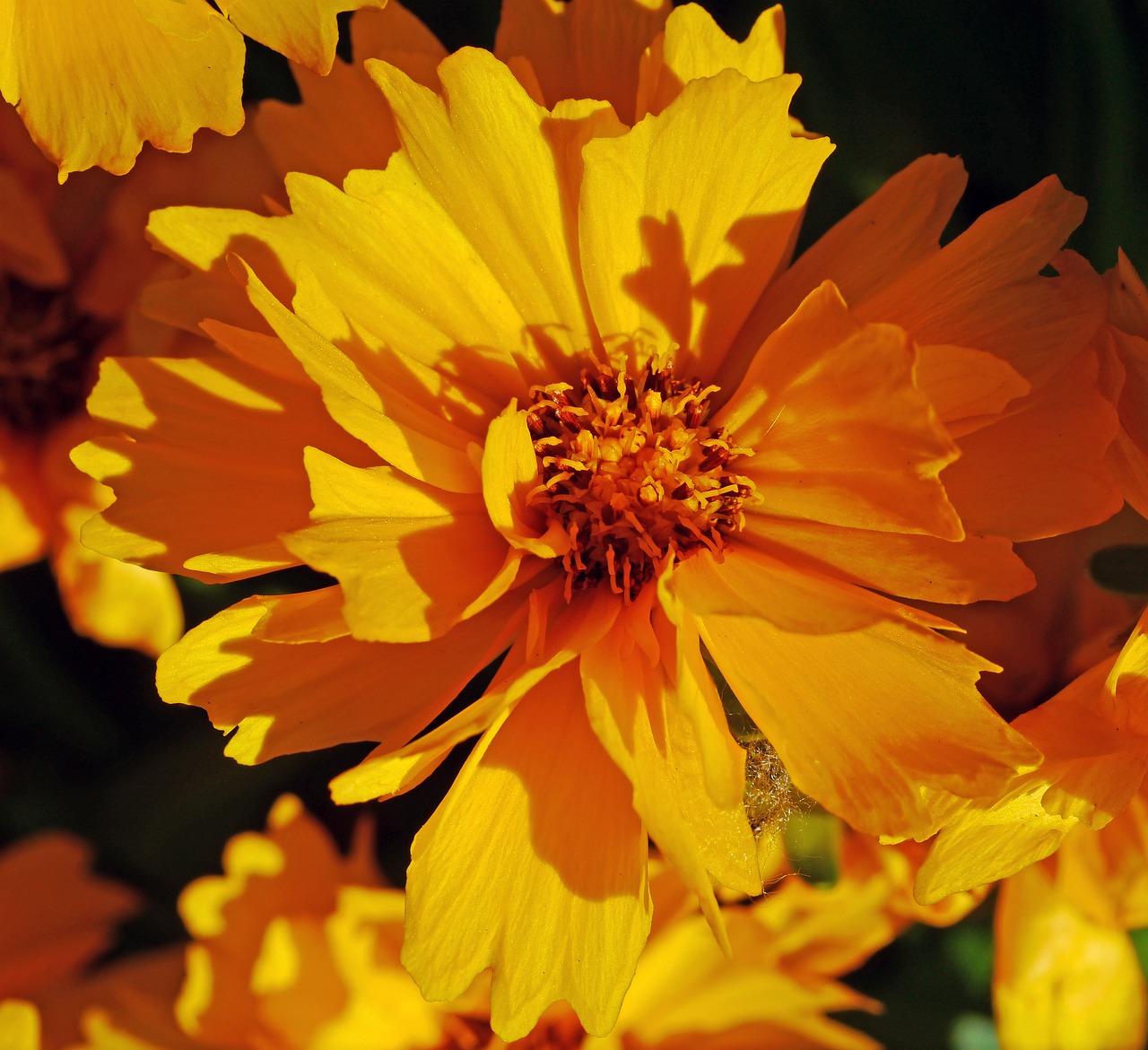 Image - low girl eye summer flower shrub