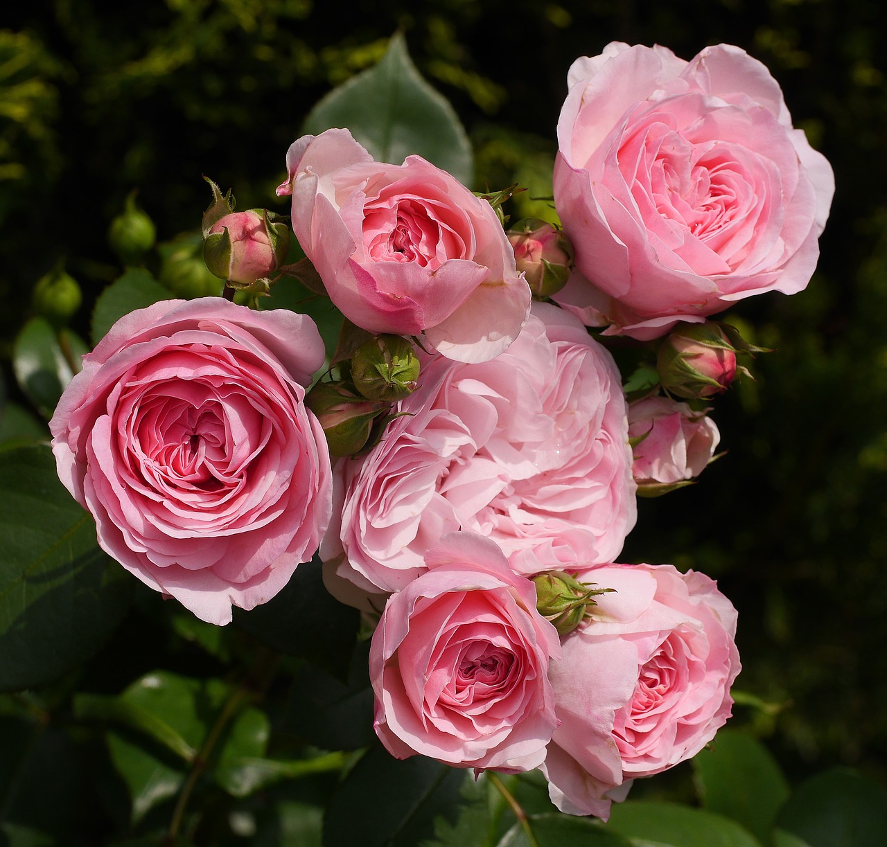 Image - shrub rose in full bloom floribunda
