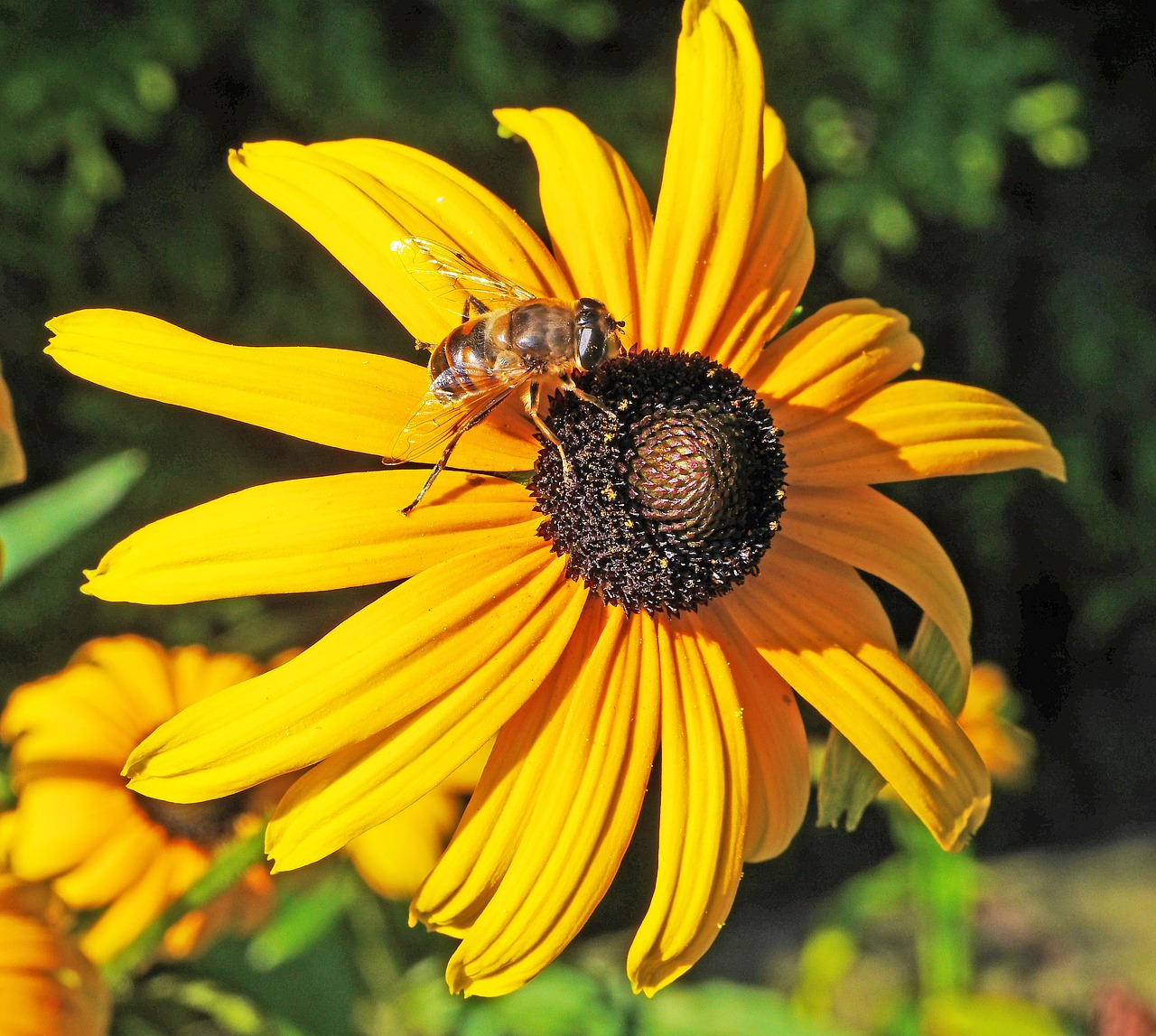 Image - summer flower shrub blossom bloom