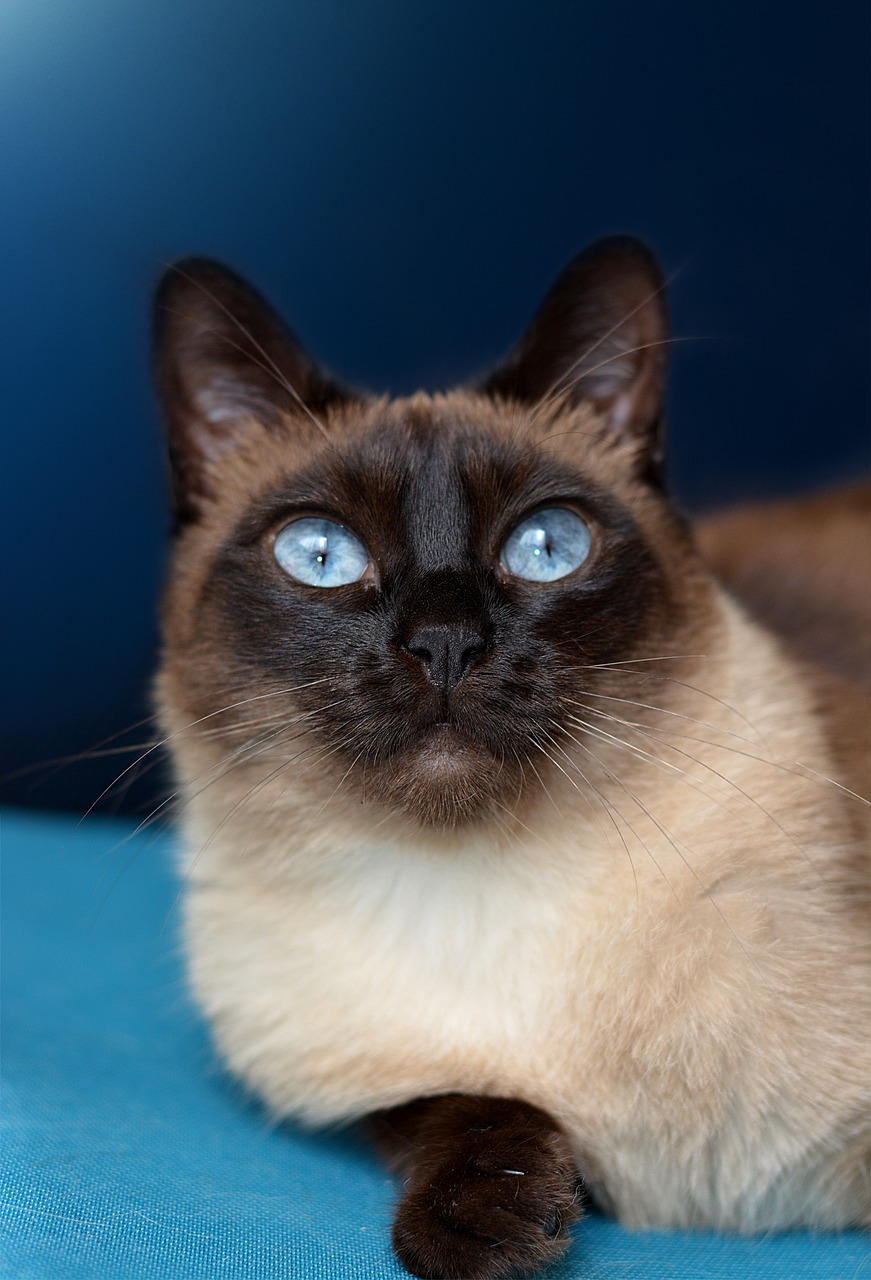 Image - cat siamese cat blue eye pet